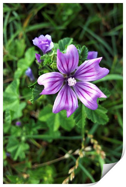 purple flower 3 Print by Marinela Feier