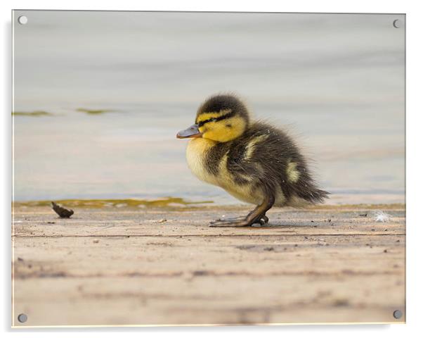 Duckling Acrylic by Victor Burnside