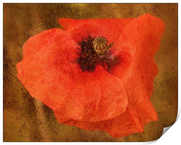 Poppy Print by Mike Sherman Photog