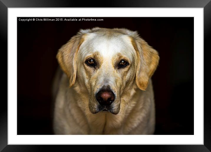 Golden Labrador Framed Mounted Print by Chris Willman