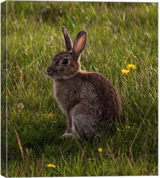 Rabbit posing for the camera at Elmley Nature Rese Canvas Print by Michael Crawford