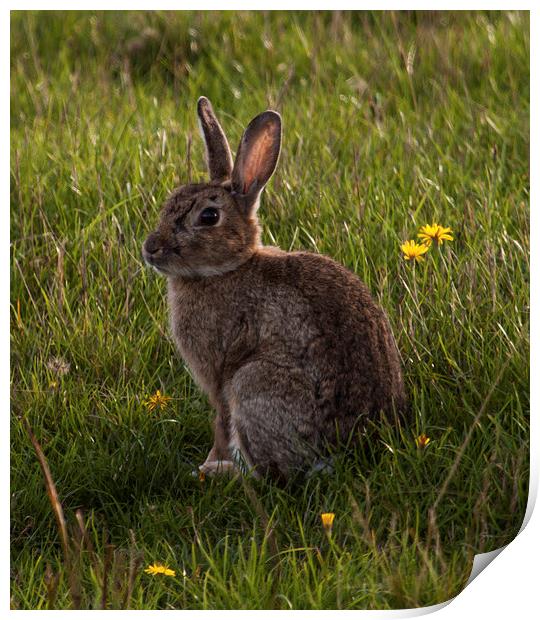 Rabbit posing for the camera at Elmley Nature Rese Print by Michael Crawford