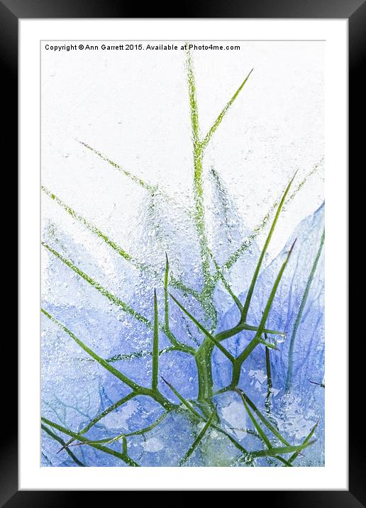 Flowers in Ice 2 Framed Mounted Print by Ann Garrett