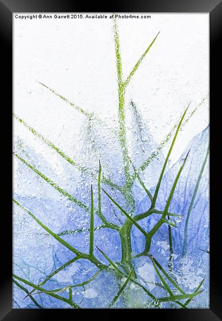 Flowers in Ice 2 Framed Print by Ann Garrett