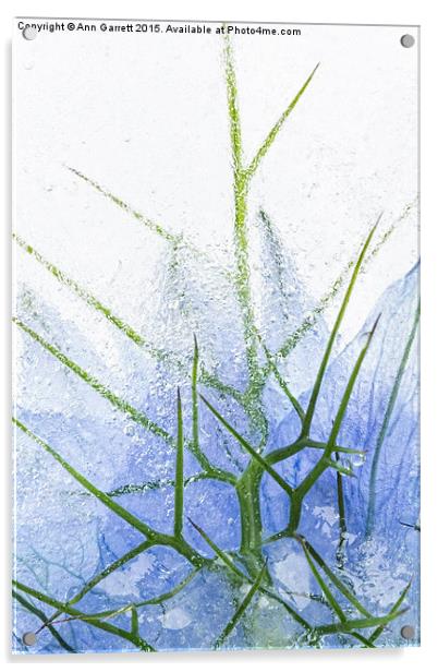 Flowers in Ice 2 Acrylic by Ann Garrett
