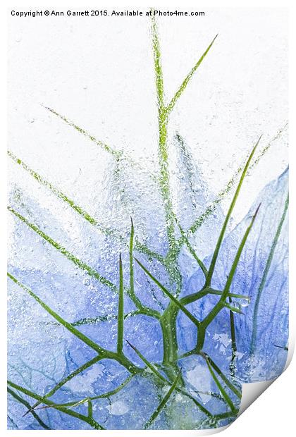 Flowers in Ice 2 Print by Ann Garrett