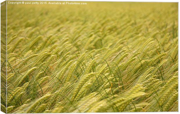 wheat Canvas Print by paul petty