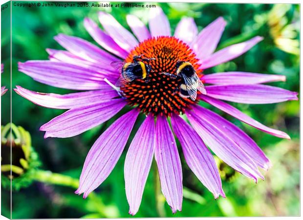 Bees on Echinacea Canvas Print by John Vaughan