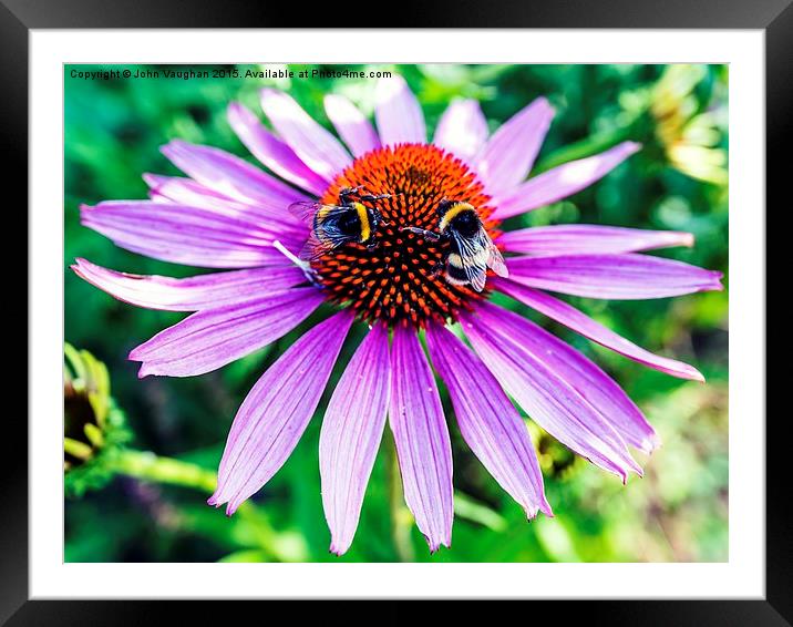 Bees on Echinacea Framed Mounted Print by John Vaughan