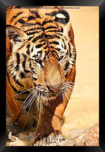 Tiger Coming Out Of The Water Framed Print by Carole-Anne Fooks