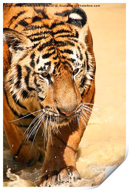 Tiger Coming Out Of The Water Print by Carole-Anne Fooks