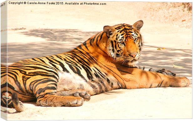 Resting Tiger Canvas Print by Carole-Anne Fooks