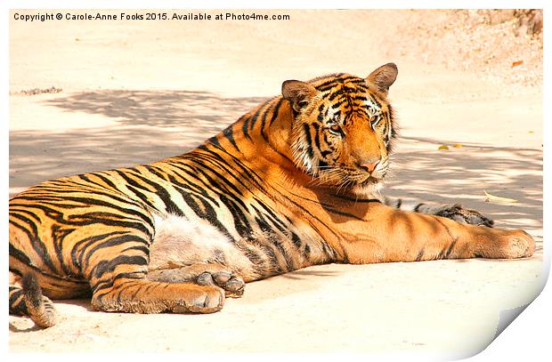 Resting Tiger Print by Carole-Anne Fooks