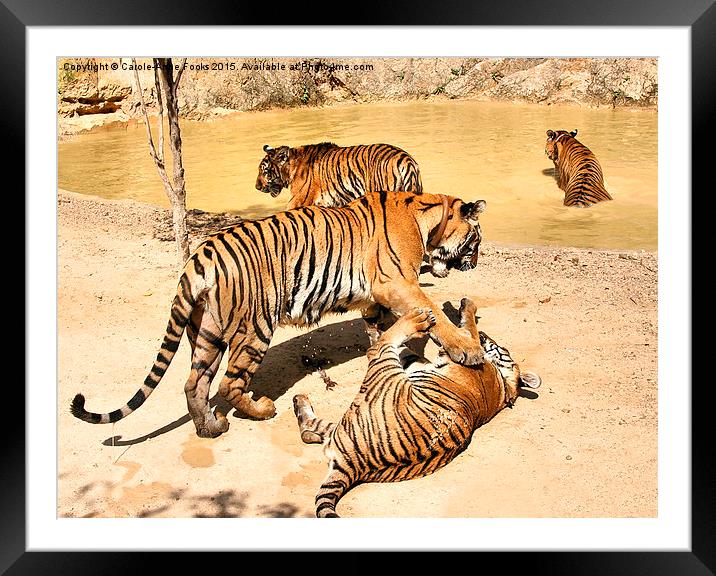 Adult Tigers Playing Framed Mounted Print by Carole-Anne Fooks