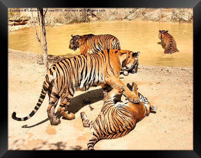 Adult Tigers Playing Framed Print by Carole-Anne Fooks