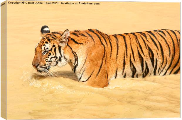 Tiger Walking in the Water Canvas Print by Carole-Anne Fooks