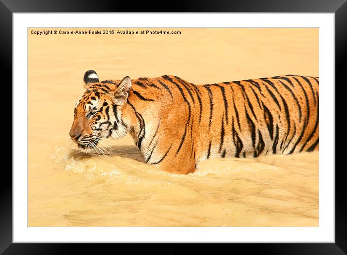 Tiger Walking in the Water Framed Mounted Print by Carole-Anne Fooks
