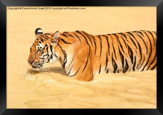Tiger Walking in the Water Framed Print by Carole-Anne Fooks