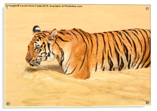 Tiger Walking in the Water Acrylic by Carole-Anne Fooks