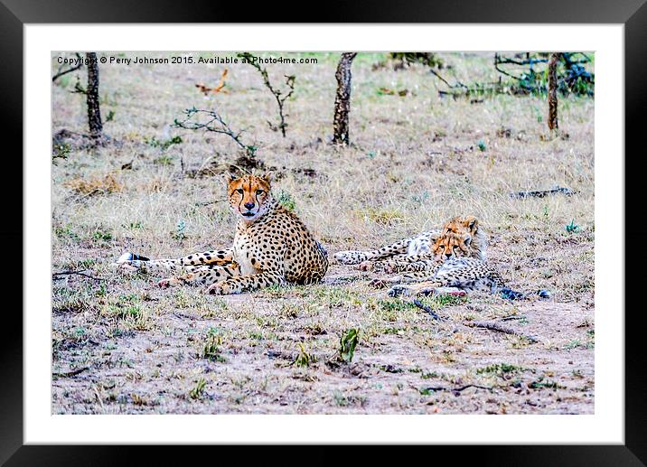 Cheetah Framed Mounted Print by Perry Johnson