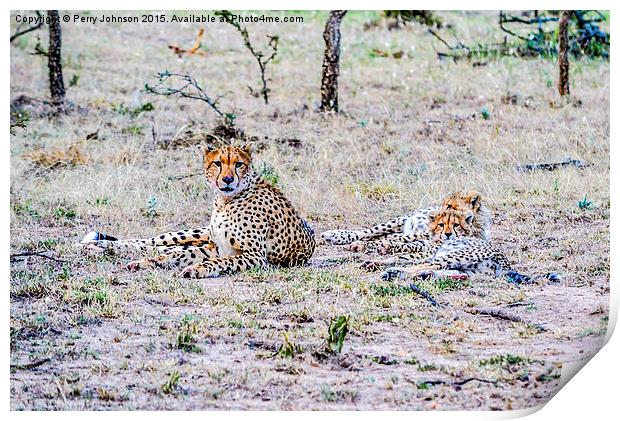 Cheetah Print by Perry Johnson