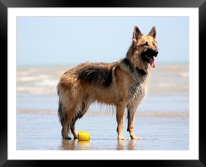 German Sheperd With Yellow Ball Framed Mounted Print by val butcher