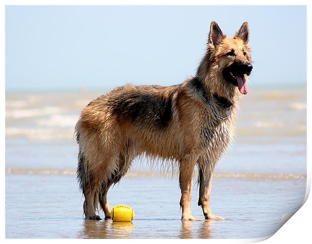 German Sheperd With Yellow Ball Print by val butcher