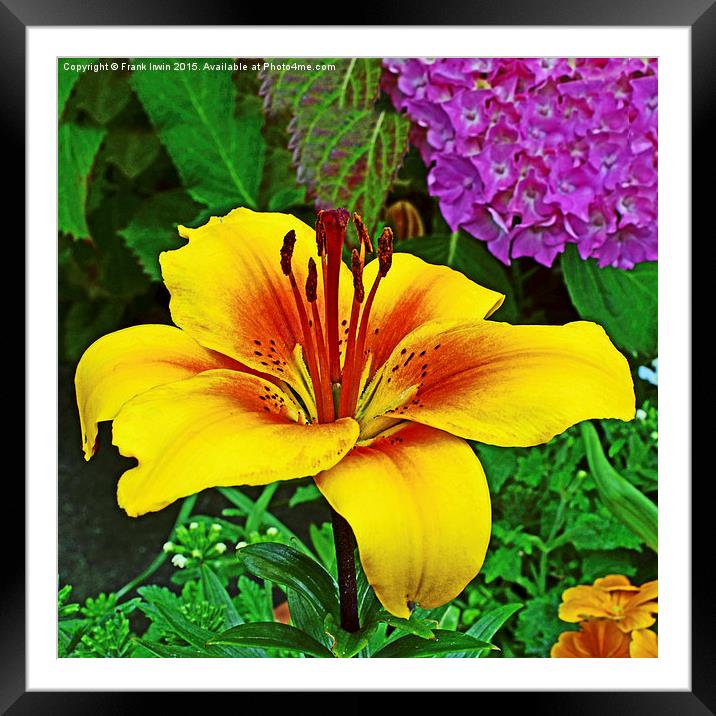 A beautiful yellow lily Framed Mounted Print by Frank Irwin