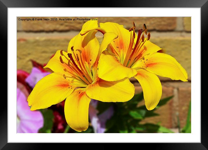 Beautiful yellow lilies Framed Mounted Print by Frank Irwin