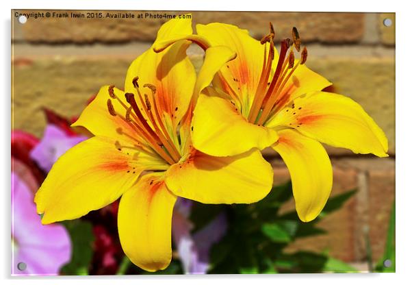 Beautiful yellow lilies Acrylic by Frank Irwin
