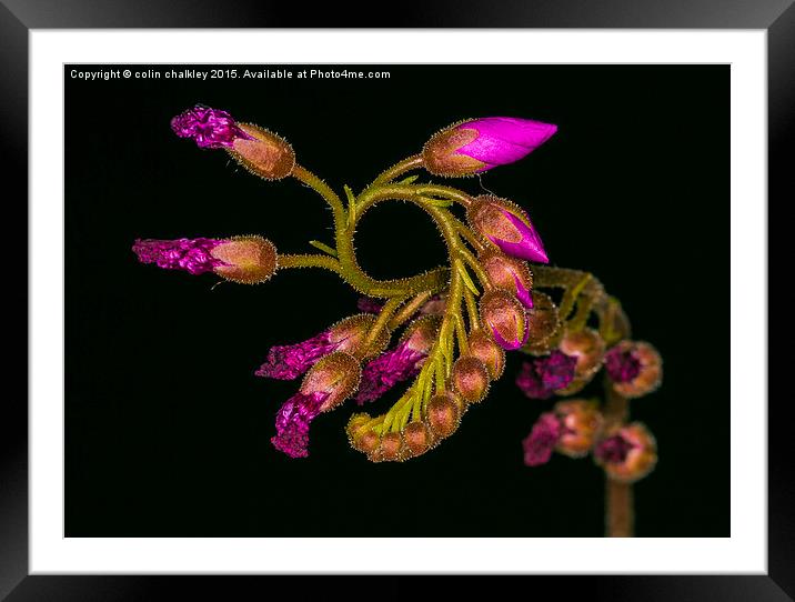 Cape Sundew Flower Buds Framed Mounted Print by colin chalkley