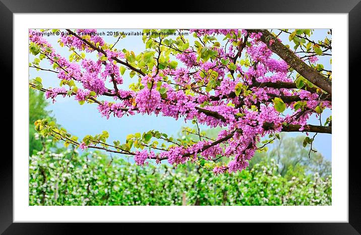 Blossoming Season Framed Mounted Print by Gisela Scheffbuch