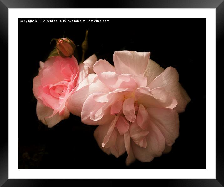  Sunlight on Pink Roses Framed Mounted Print by LIZ Alderdice