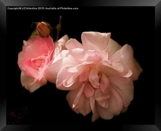  Sunlight on Pink Roses Framed Print by LIZ Alderdice