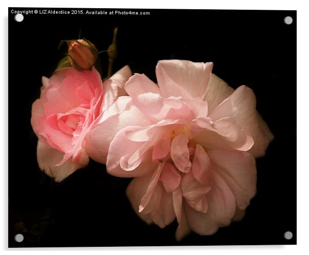  Sunlight on Pink Roses Acrylic by LIZ Alderdice