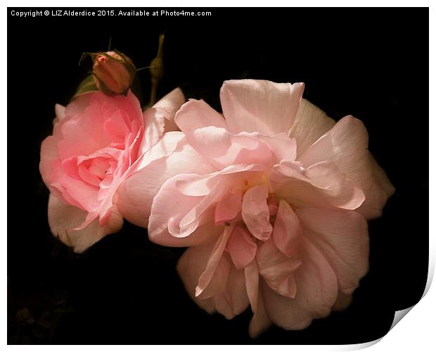  Sunlight on Pink Roses Print by LIZ Alderdice