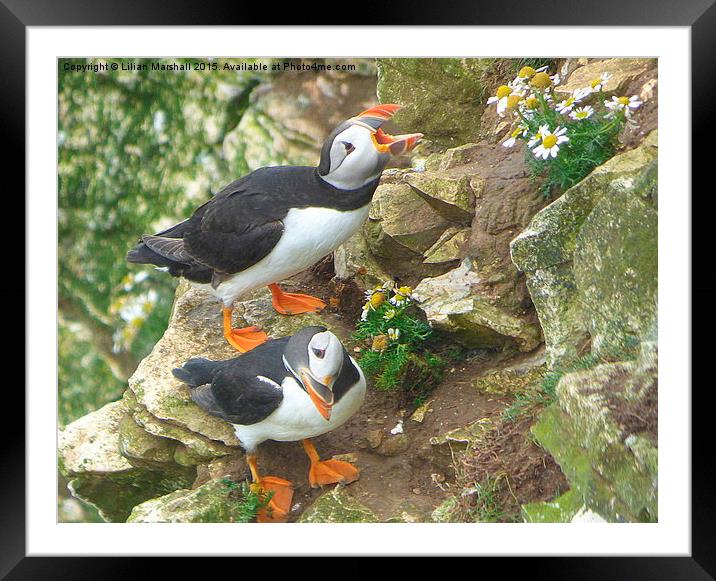  Puffins at Bempton Cliffs.  Framed Mounted Print by Lilian Marshall
