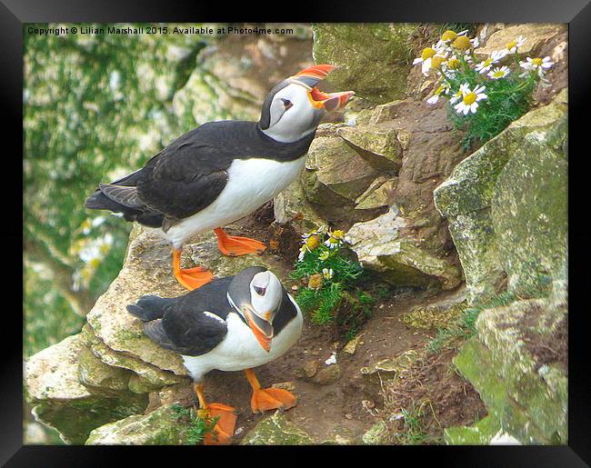  Puffins at Bempton Cliffs.  Framed Print by Lilian Marshall