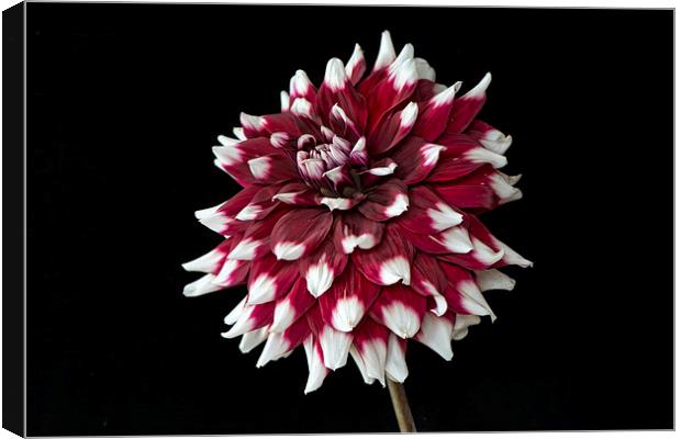  dahlia with red and white petals Canvas Print by Eddie John