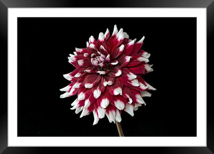  dahlia with red and white petals Framed Mounted Print by Eddie John