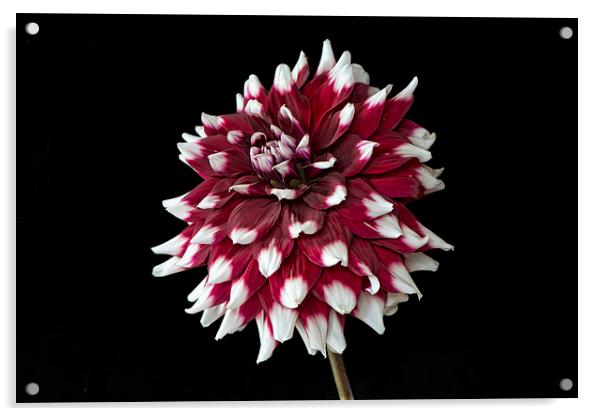  dahlia with red and white petals Acrylic by Eddie John
