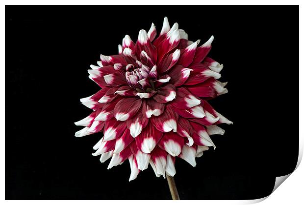  dahlia with red and white petals Print by Eddie John