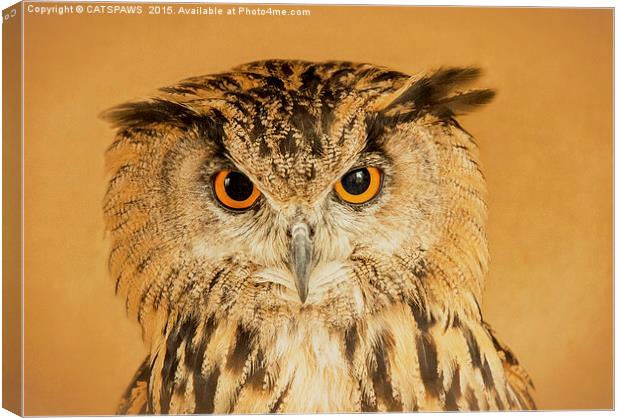  OWL RIGHT ON THE NIGHT Canvas Print by CATSPAWS 