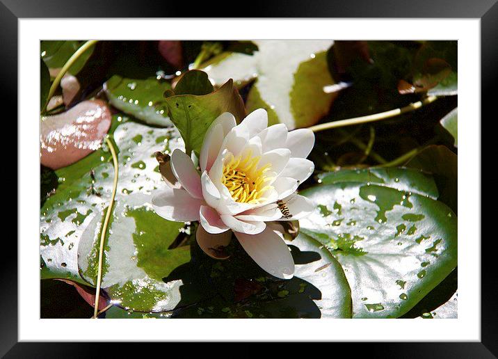 Waterlily Framed Mounted Print by Ros Ambrose