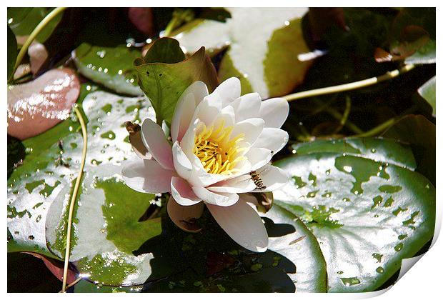 Waterlily Print by Ros Ambrose