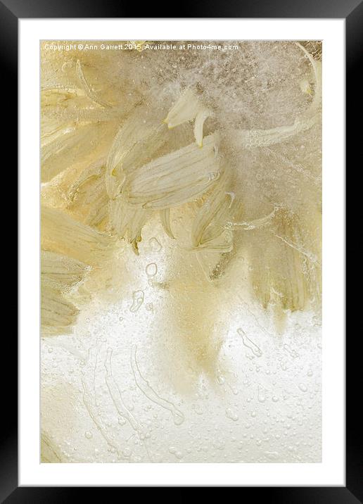 Flower in Ice 3 Framed Mounted Print by Ann Garrett