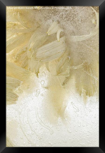 Flower in Ice 3 Framed Print by Ann Garrett