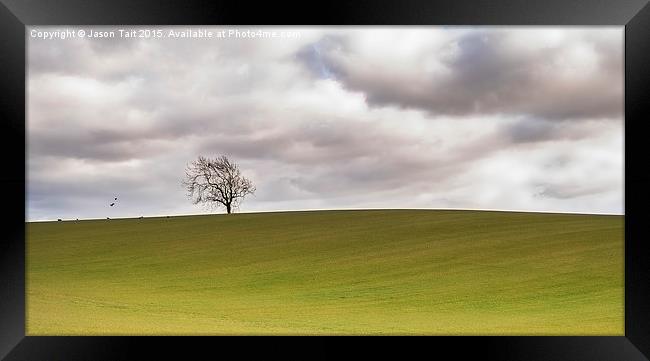 Lonely Tree Framed Print by Jason Tait