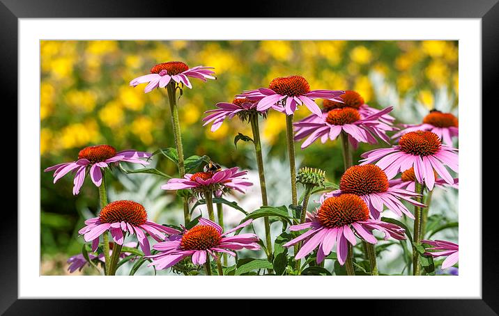 Summer Asters Framed Mounted Print by Colin Evans