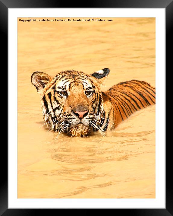  Swimming TIger Framed Mounted Print by Carole-Anne Fooks